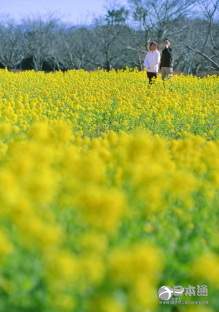 日本福冈市公园内大片油菜花绽放迎春-日本新