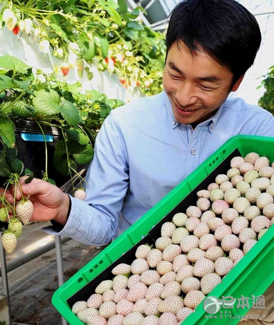 日本静冈县挂川市果园产出热销白草莓