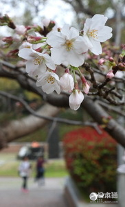 长崎市樱花迎来开放 约一周左右将迎来盛开