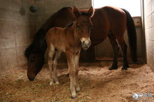 濒临灭绝的日本对州马于7日诞下马宝宝