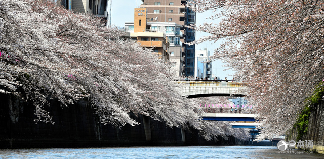 目黑川樱花迎来观赏期 樱花色河面吸引众多游客