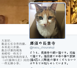 日本长乐寺住持沦为猫奴 沉迷撸猫不可自拔！