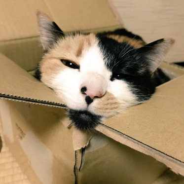 日本长乐寺住持沦为猫奴 沉迷撸猫不可自拔！