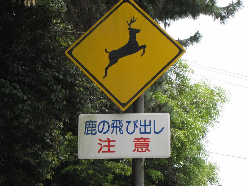 日本奈良随处可见的超萌小鹿究竟有多流氓？你喂了才知道！