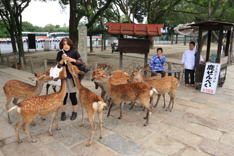 日本奈良随处可见的超萌小鹿究竟有多流氓？你喂了才知道！