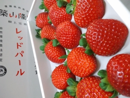 霓虹人怒了！草莓品种泄露到韩国 日本损失220亿日元