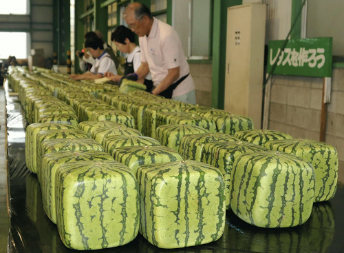 日本香川县特产方形西瓜开始出货