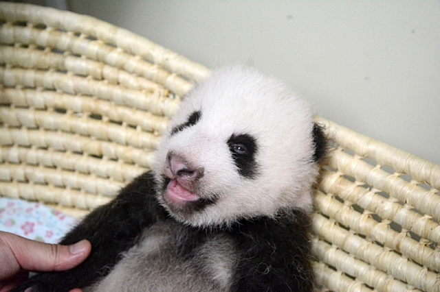 日本上野动物园熊猫宝宝出生50天 两眼睁开可自力翻身
