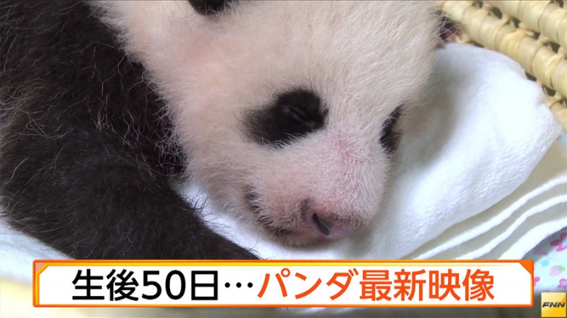 日本上野动物园熊猫宝宝出生50天 两眼睁开可自力翻身