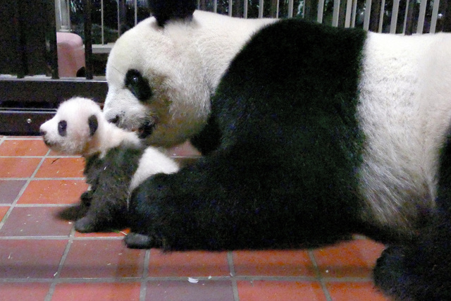 东京上野动物园熊猫宝宝出生满2个月 健康情况