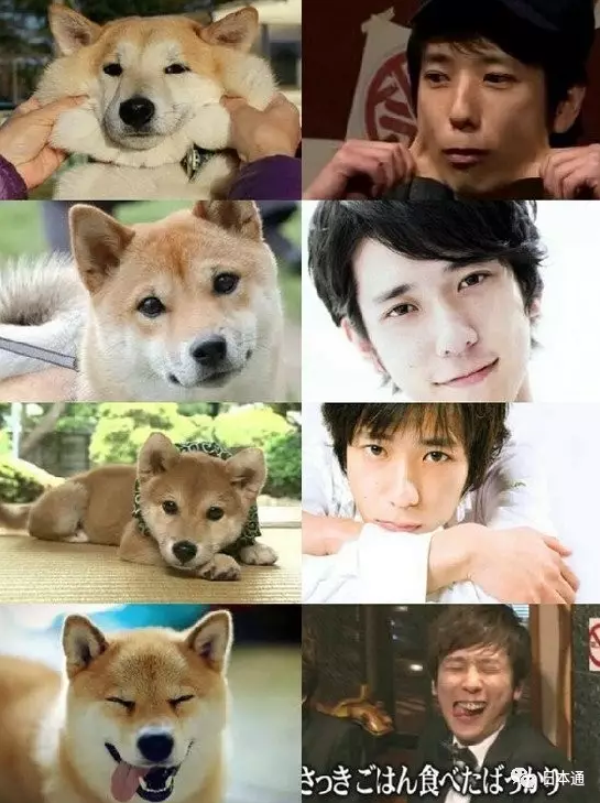 日本可爱犬系男星排名TOP10，柴二宫竟然才排第二？
