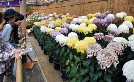 神户相乐园举办菊花展 1300盆菊花让人赏心悦目