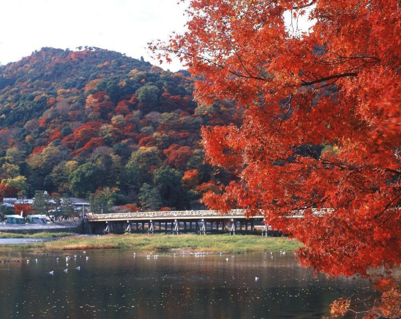 京都也要征收住宿税了，推荐10个景点抓紧来看看……