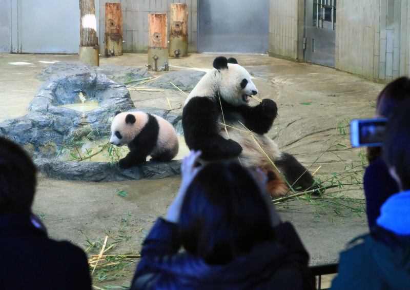 日本东京上野动物园熊猫宝宝首次公开亮相