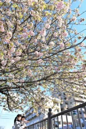 神户市喜马拉雅樱花盛开 淡红色的花瓣点缀冬日蓝天