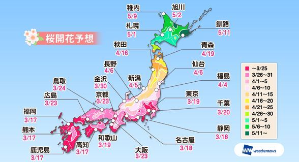 日本“樱花前线”开启 高知县樱花最早开放