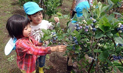 来日本八户市观光农园享受采摘蓝莓的乐趣吧
