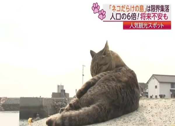 爱猫者的度假胜地 盘点日本的11座猫岛