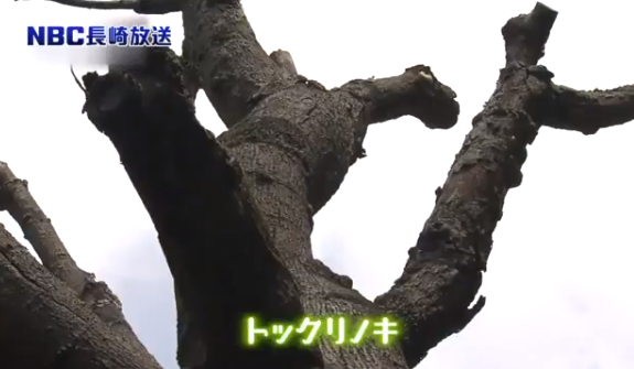 长崎公园砍伐天然纪念物