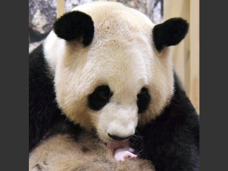 日本和歌山县动物园的熊猫良浜已能自力喝母乳