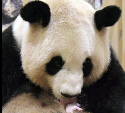 日本和歌山熊猫宝宝已能够依靠自己的力量饮用母乳