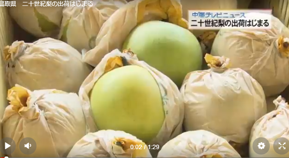 日本鸟取县特产二十世纪梨首次出现在市场