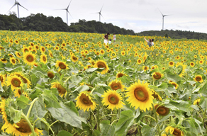 日本福岛市郡山布引风高原的向日葵和风车成为绝佳景点