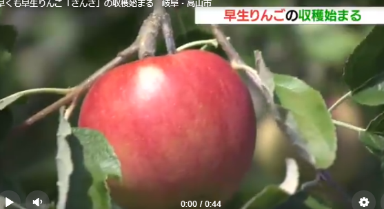 日本阜县高山市的农夫们开始收获早熟的苹果