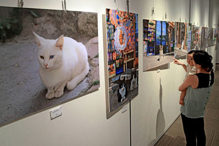 日本京都市国际交流会馆举办“土耳其的猫”摄影展