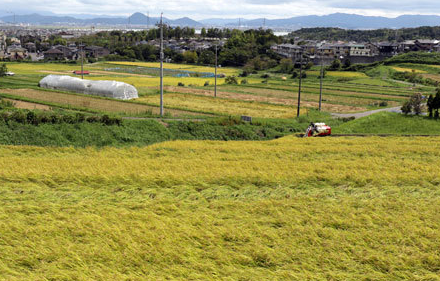 受天气影响 日本滋贺县农民正紧急收割稻子