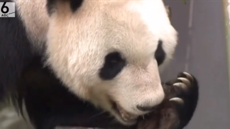 日本和歌山县冒险世界为大熊猫“永明”举办26岁生日会