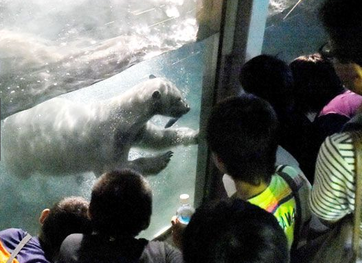 日本德岛市德岛动物园举办“夜晚的动物园”惯例活动