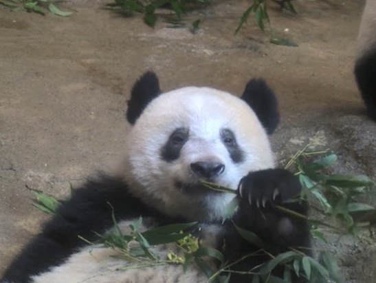 日本上野动物园的熊猫命名“香香”以来刚好一年 1000人获得门票