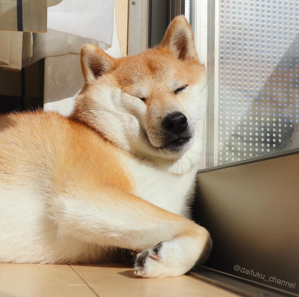 这只风靡全球的柴犬你认识它吗