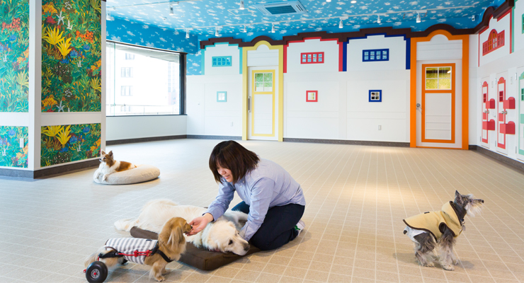 日本最大的狗狗养老院与健身中心，你知道吗？
