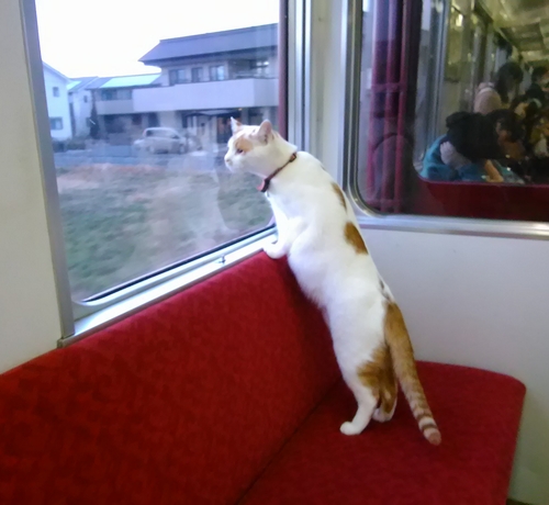 日本首条“猫咪咖啡列车”9月10日开始运行