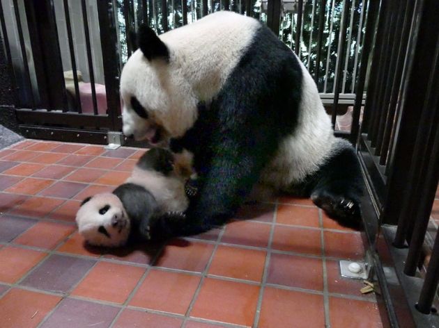 日本上野动物园3个月大熊猫顺利成长中
