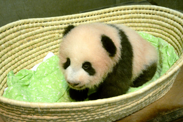 上野动物园新生大熊猫取名为“香香”