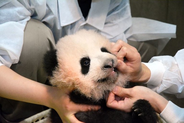 受到“香香”影响 带大熊猫图案企业市值上升