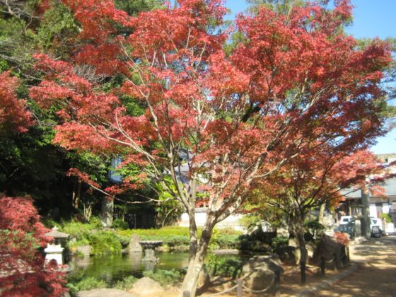 今日立冬 到长崎公园观赏红叶吧