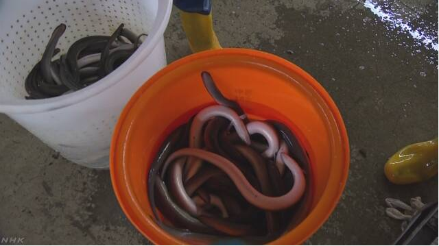 中国台湾产鳗鱼出口热 日本国内鳗鱼产量不佳