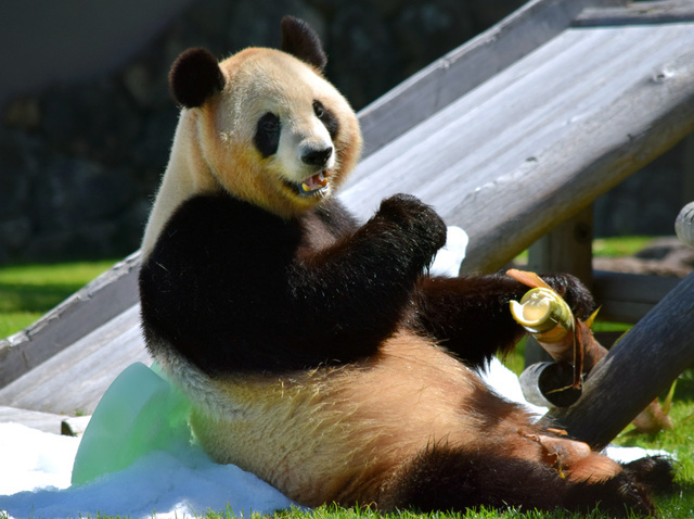 熊猫良滨出现怀孕的征兆 和歌山宣布将停止其向外界公开