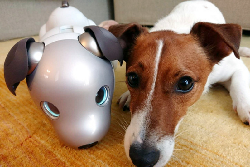 让狗狗与机器人成为伙伴？和aibo一起的2周生活