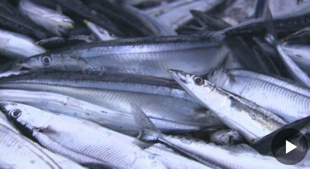今年日本秋刀鱼的捕获量预计将高于去年