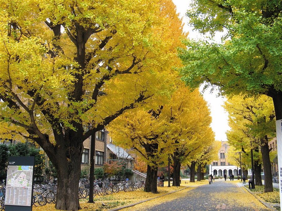 日本埼玉县高中生的大学升学率与以往相比位居