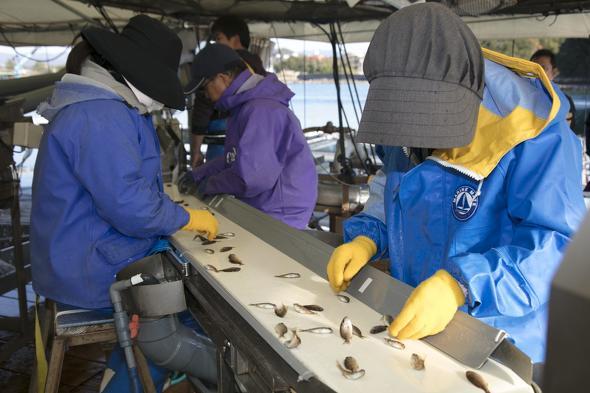 日本研究所开始试验开发鱼苗筛选人工智能化