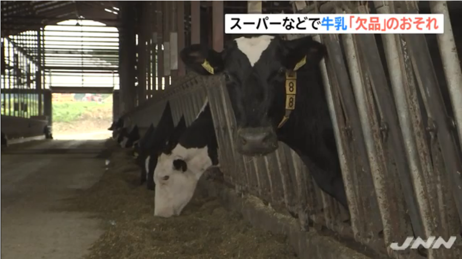 由于北海道地震 日本各地超市等牛奶出现“缺货”