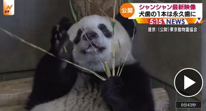 日本上野公园公开大熊猫香香的最新视频