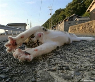 日本濑户内海佐柳岛上猫咪日常摄影展将在该岛举行