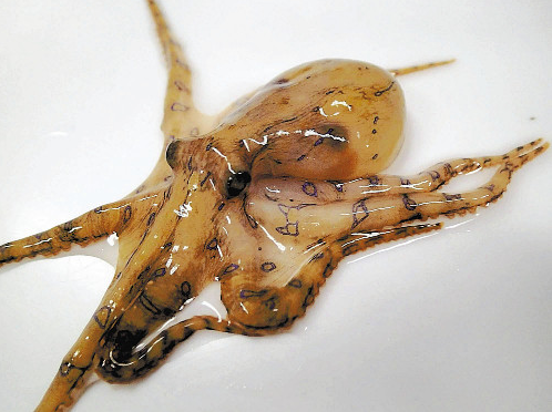 经过长崎大学院分析日本沿海地区“豹纹章鱼”含有剧毒不得食用
